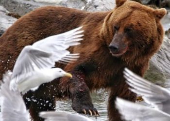 The last victim of climate change: Alaska records its hottest month of all time and thermometers rose to record highs