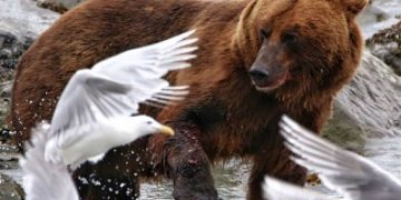 The last victim of climate change: Alaska records its hottest month of all time and thermometers rose to record highs