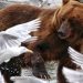 The last victim of climate change: Alaska records its hottest month of all time and thermometers rose to record highs