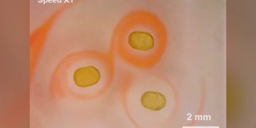 A new magnetic properties similar to solid magnets but with liquid characteristics