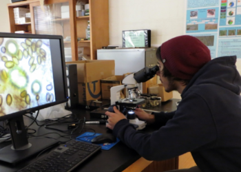 Mushrooms: Top side effects and health benefits for human