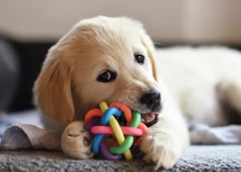 How to Decide Whether or Not You’re Ready for a Pet