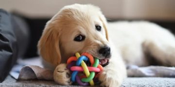 How to Decide Whether or Not You’re Ready for a Pet