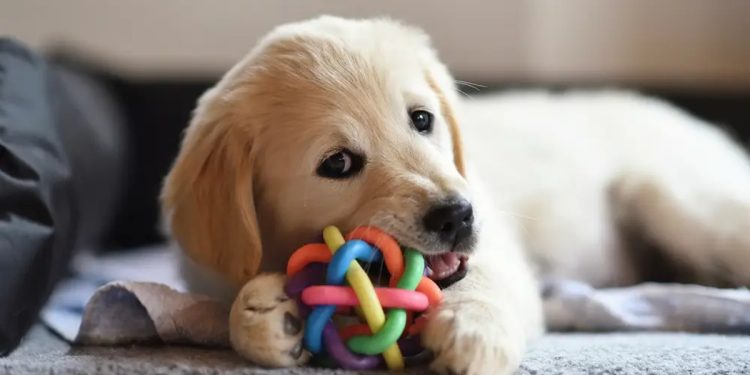 How to Decide Whether or Not You’re Ready for a Pet