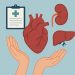Organ donation process illustration highlighting types and benefits of life-saving organ transplants